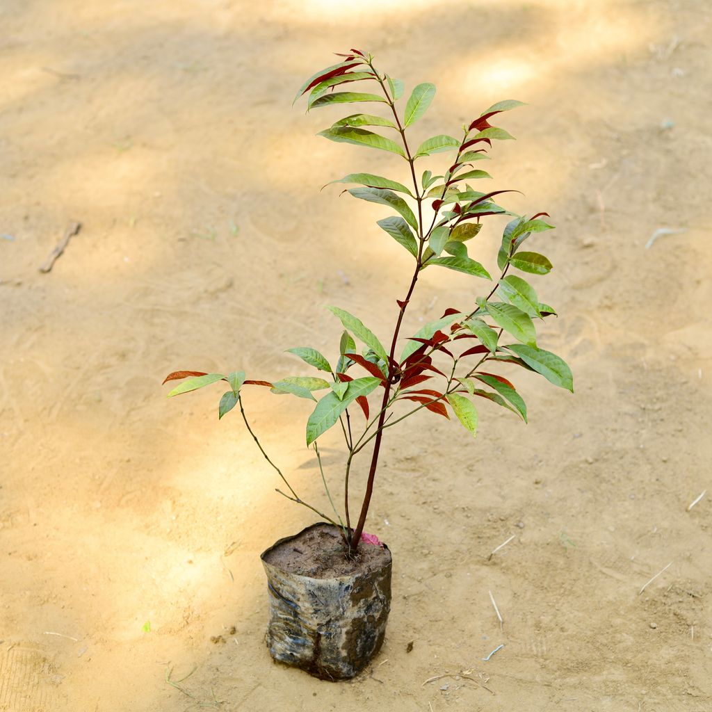 Buy Laila majnu (~ 2 Ft) in 3 Inch Nursery Bag Online | Urvann.com Laila majnu (~ 2 Ft) in 3 Inch Nursery Bag