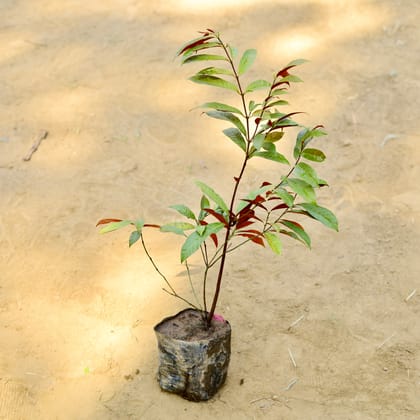Buy Laila majnu (~ 2 Ft) in 3 Inch Nursery Bag Online | Urvann.com