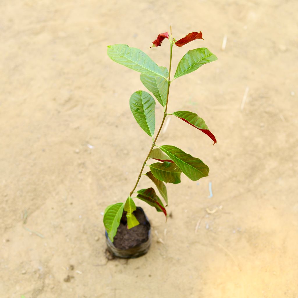 Buy Laila majnu (~ 1 Ft) in 3 Inch Nursery Bag Online | Urvann.com Laila majnu (~ 1 Ft) in 3 Inch Nursery Bag