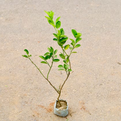 Buy Lemon / Nimbu in 5 Inch Nursery Bag Online | Urvann.com