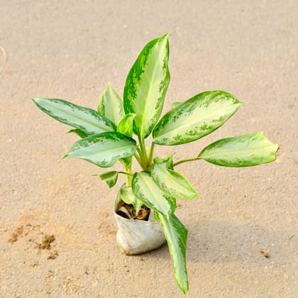Buy Aglaonema Silver Bay in 7 Inch Nursery Bag Online | Urvann.com