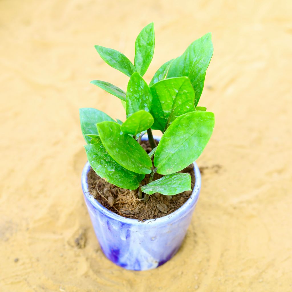 Buy Zz Green in 4 Inch Blue Marble Painted Cylindrical Ceramic Pot Online | Urvann.com Zz Green in 4 Inch Blue Marble Painted Cylindrical Ceramic Pot