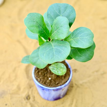 Buy Fiddle Leaf Fig / Ficus Lyrata in 4 Inch Blue Marble Painted Cylindrical Ceramic Pot 
 Online | Urvann.com