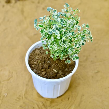 Buy Aralia White Verigated in 6 Inch White Super Nursery Pot Online | Urvann.com