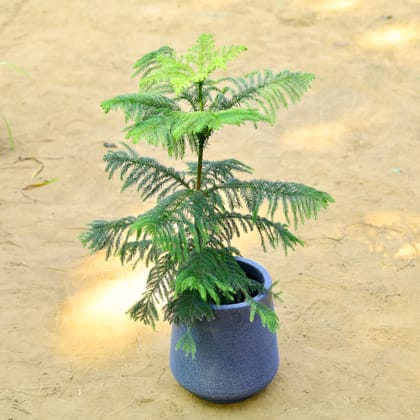 Buy Araucaria / Christmas Tree (~ 2.5 Ft) in 12 X 12 Inch Grey Premium Sierra Fiberglass Planter Online | Urvann.com