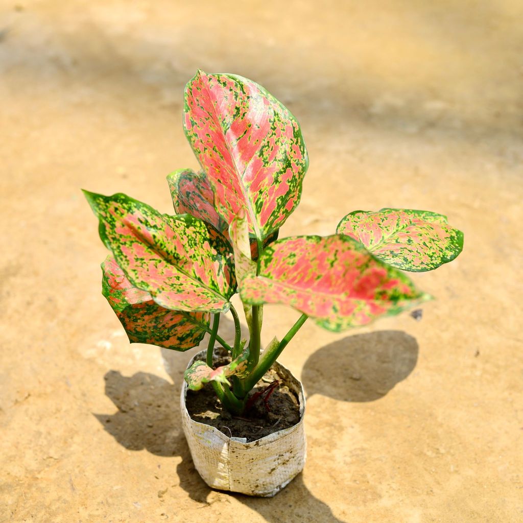Free Next Day Delivery Aglaonema Red Ruby in 4 Inch Nursery Bag