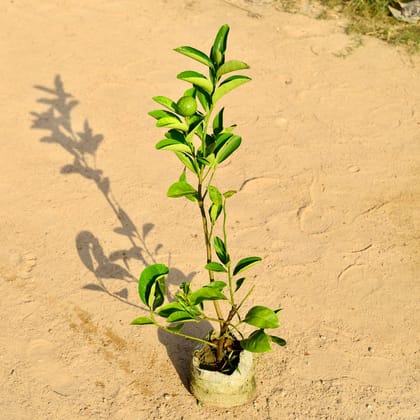 Buy Mosambi / Sweet Lemon in 8 Inch Nursery Bag Online | Urvann.com