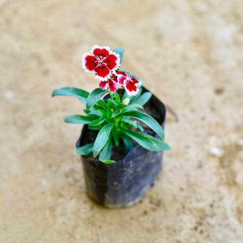 Dianthus (Any Colour) in 4 Inch Nursery Bag