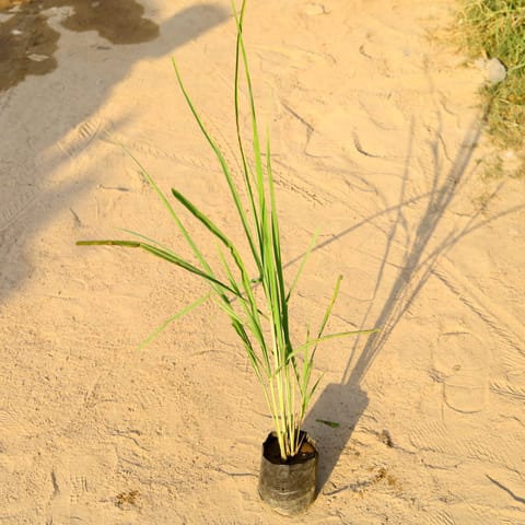 Lemon Grass in 4 Inch Nursery Bag