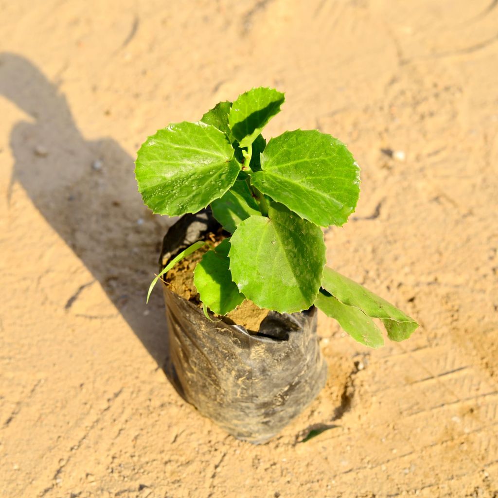 Buy Grape Ivy / Arabian Wax in 4 Inch Nursery Bag Online | Urvann.com Grape Ivy / Arabian Wax in 4 Inch Nursery Bag