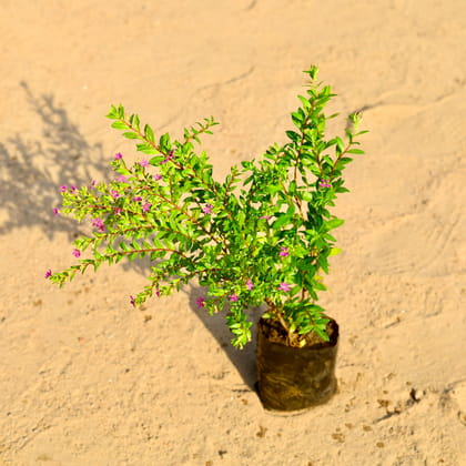 Buy Cuphea / False Heather (~ 1 Ft) in 4 Inch Nursery Bag Online | Urvann.com