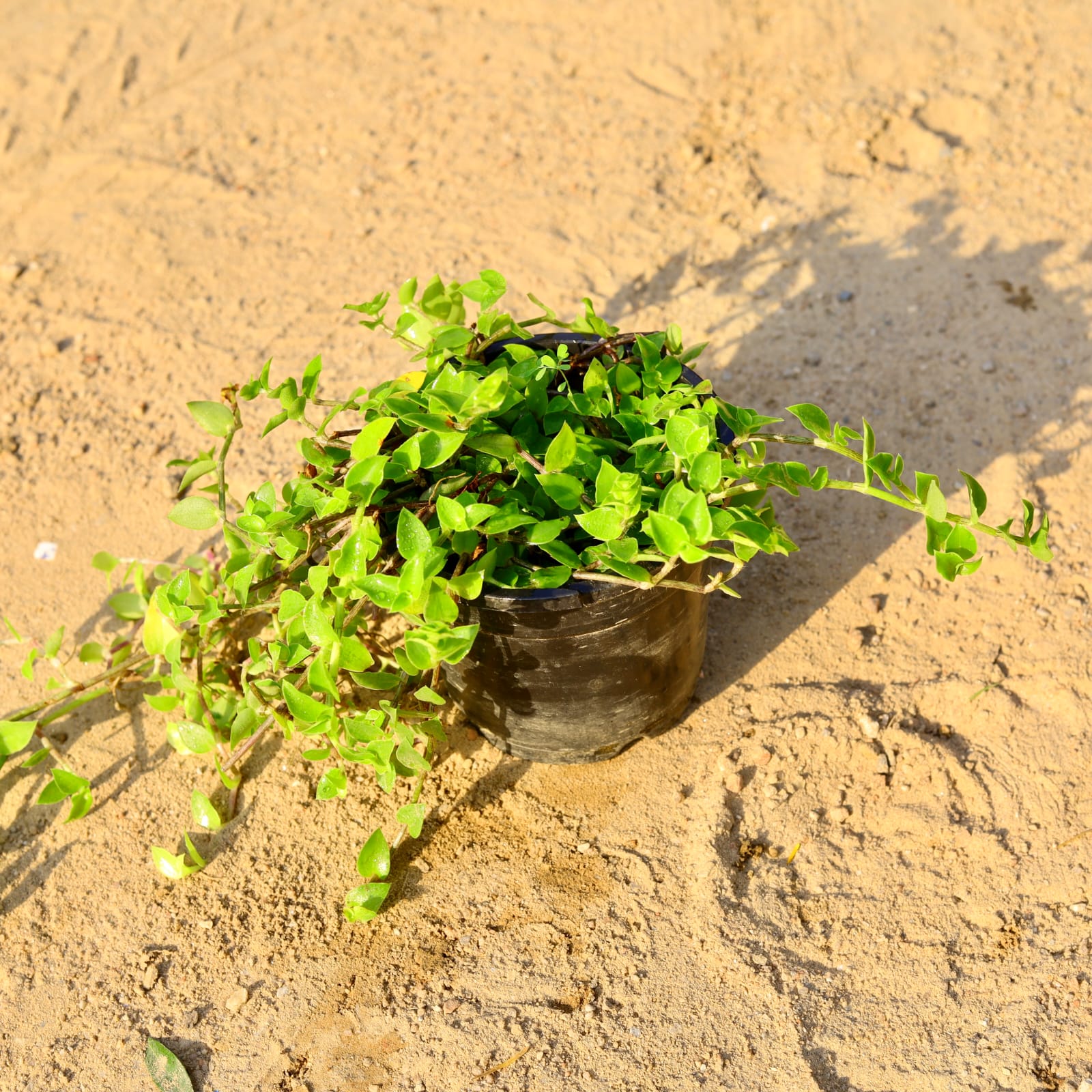 Turtle Vine in 4 Inch Nursery Pot