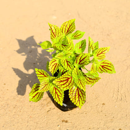 Buy Coleus Yellow in 4 Inch Nursery Bag Online | Urvann.com