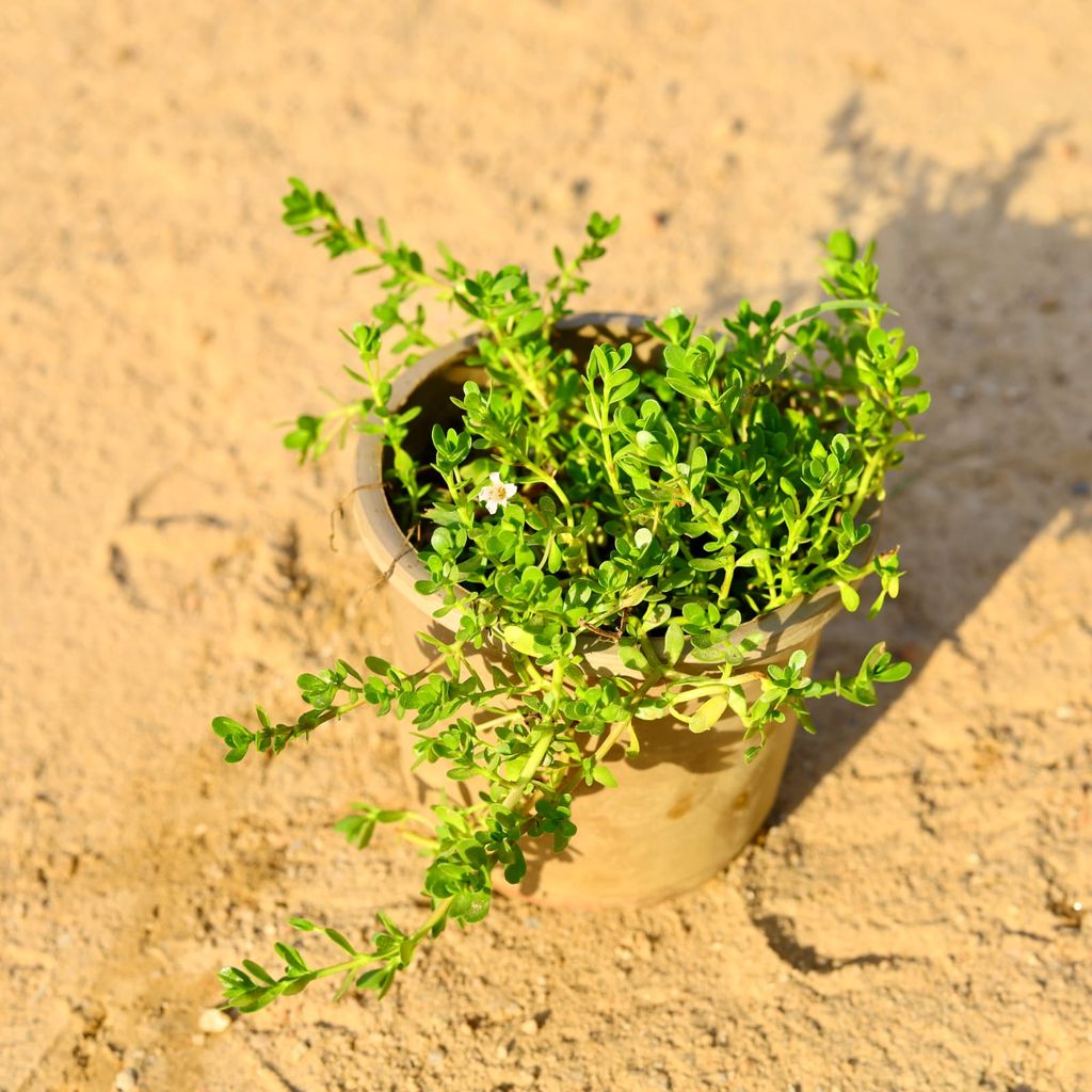 Buy Brahmi Plant in 4 Inch Nursery Pot Online | Urvann.com Brahmi Plant in 4 Inch Nursery Pot