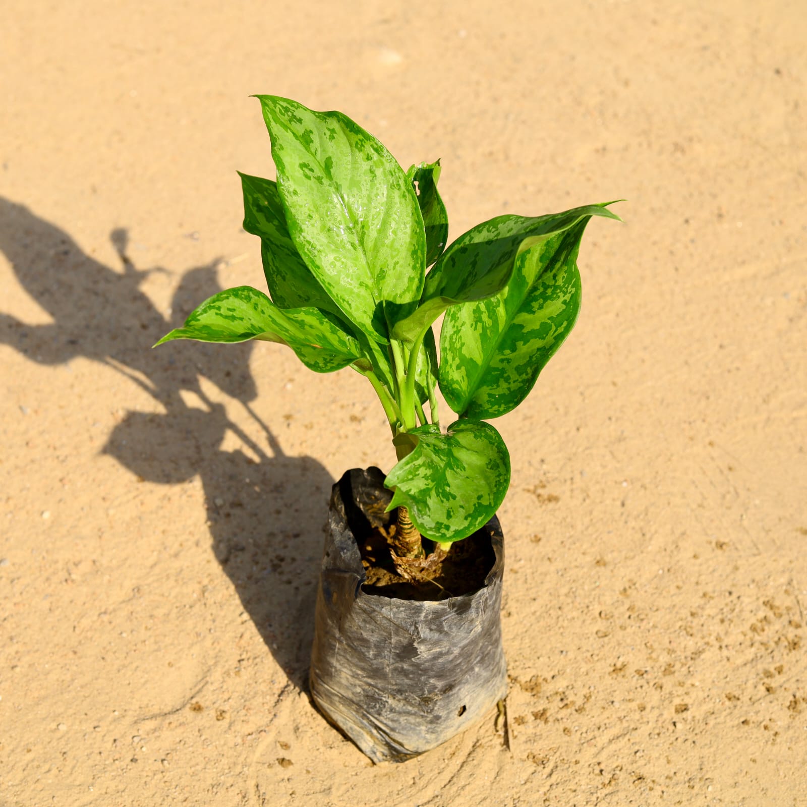 Aglaonema Jungle Parrot in 4 Inch Nursery Bag