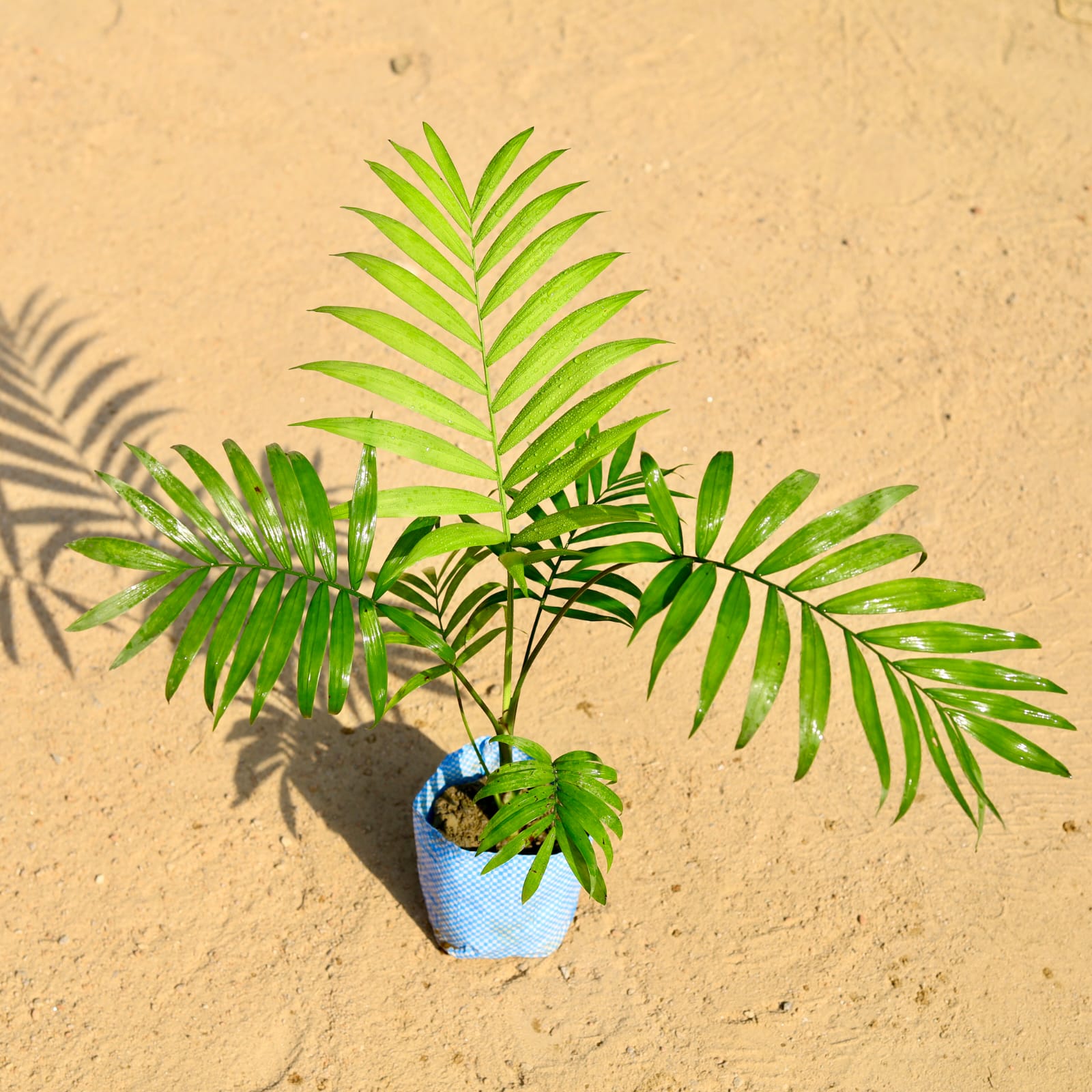 Chamaedorea Palm in 4 Inch Nursery Bag
