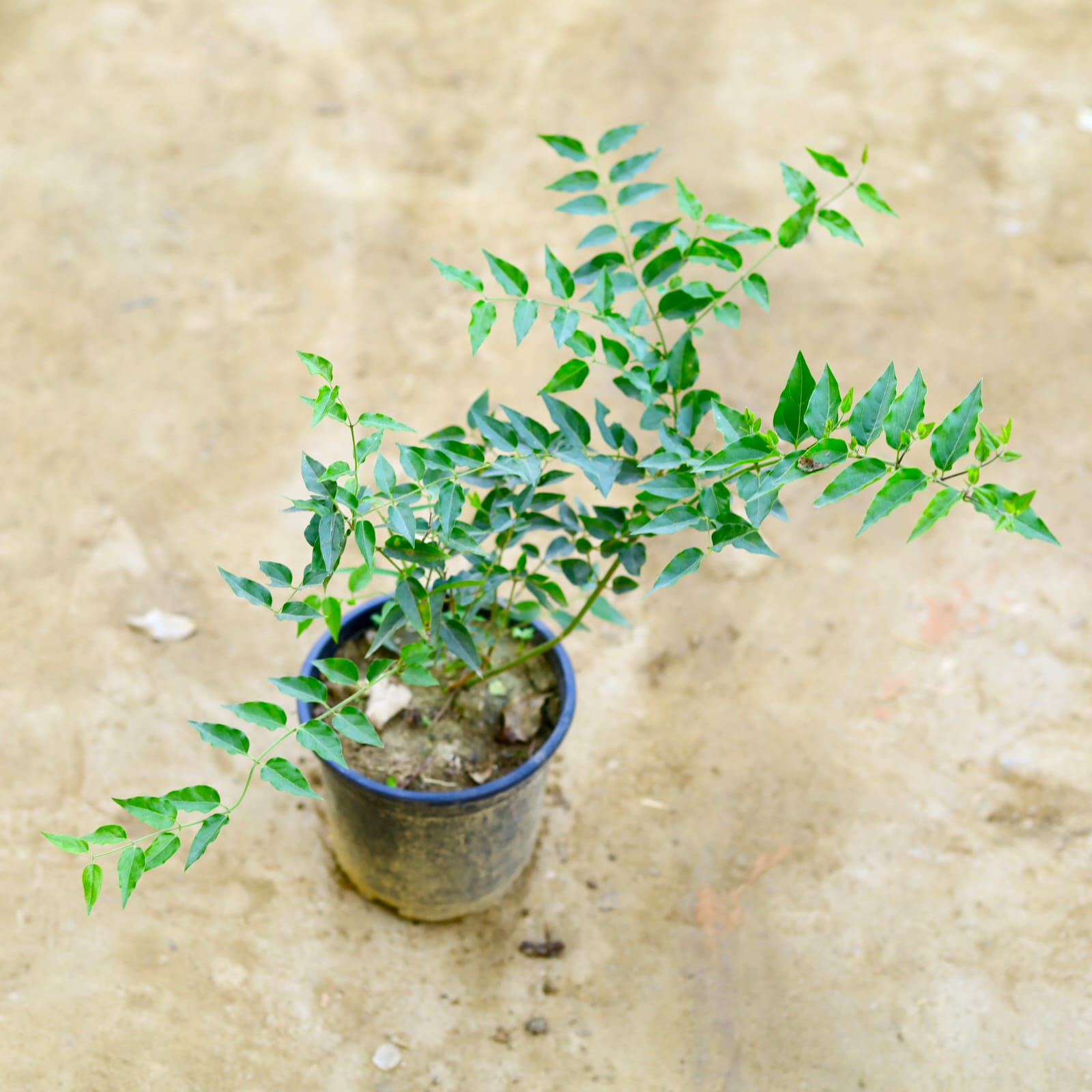Kund Bel / Star Jasmine in 6 Inch Nursery Pot