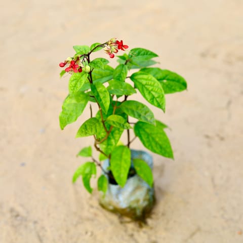 Bleeding Heart Red in 4 Inch Nursery Bag