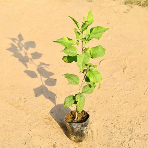 Bel Patra / Aegle Marmelos (1-1.5 Ft) in 6 Inch Live Fresh Plant Nursery Bag in Sector 75