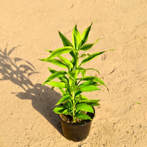 Lucky Bamboo in 5 Inch Nursery Pot
