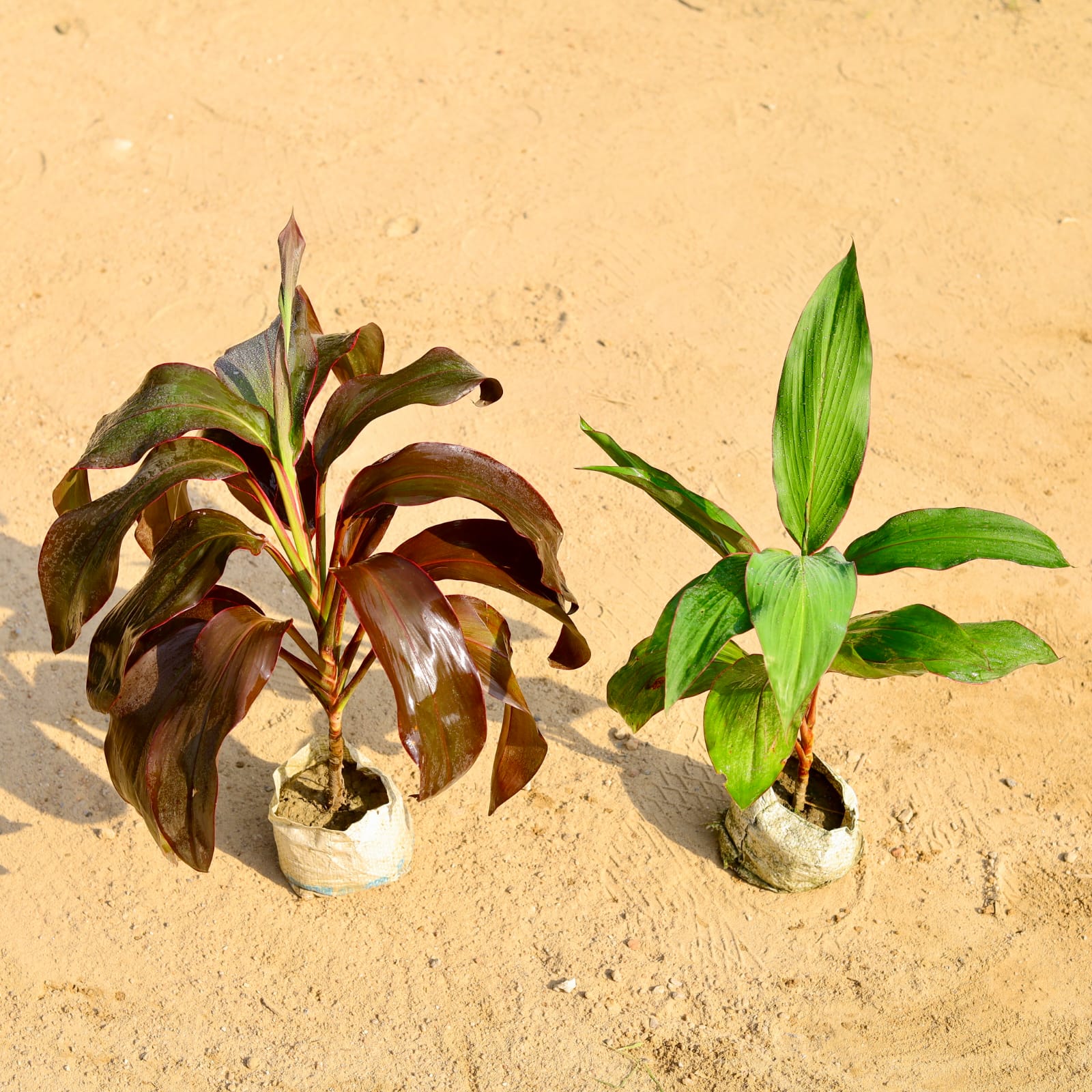 Set of 2 - Dracaena (Mahatma & Kedarnath) in 4 Inch Nursery Bag