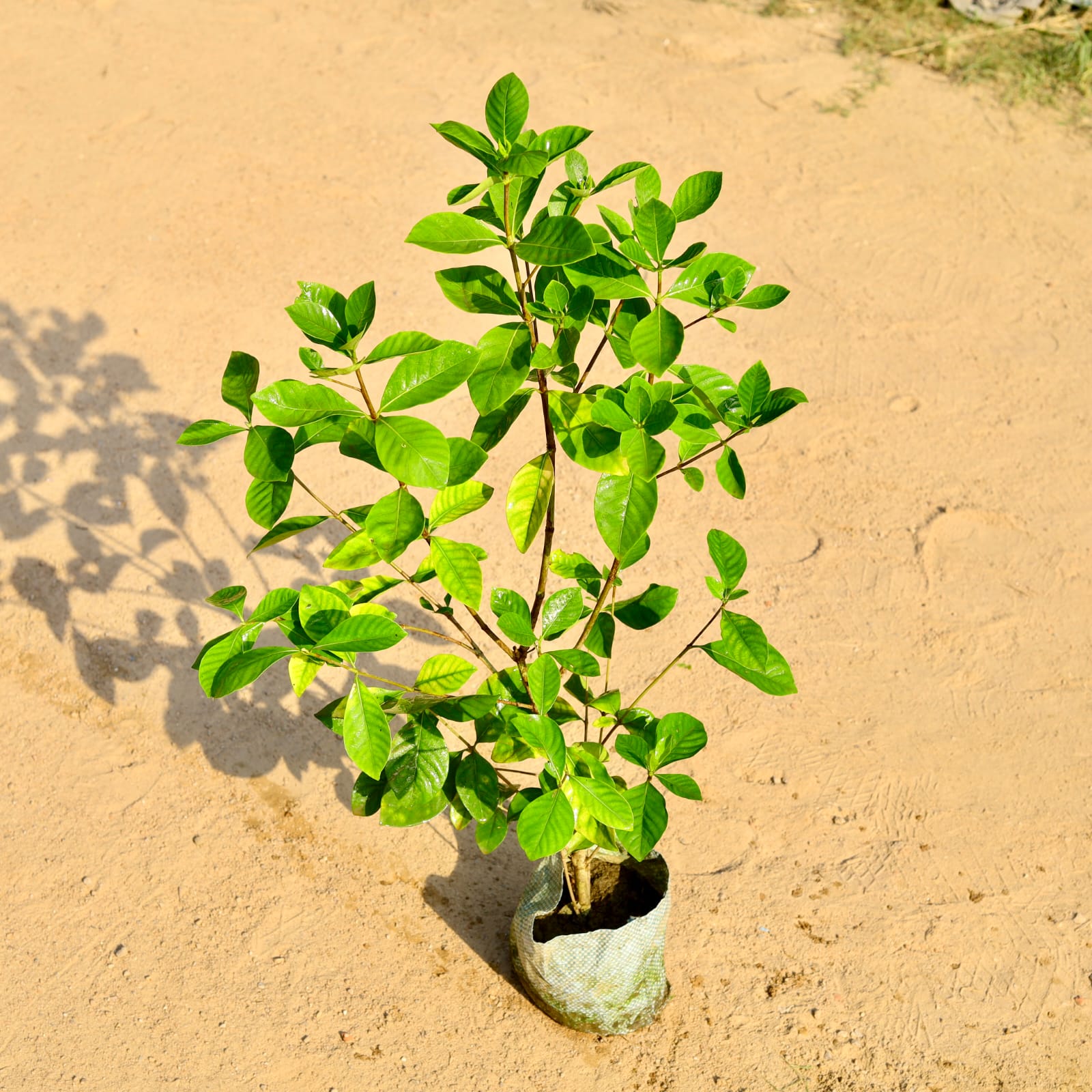 Gardenia / Gandhraaj (Any Colour) (~ 1- 1.5 Ft) in 5 Inch Nursery Bag