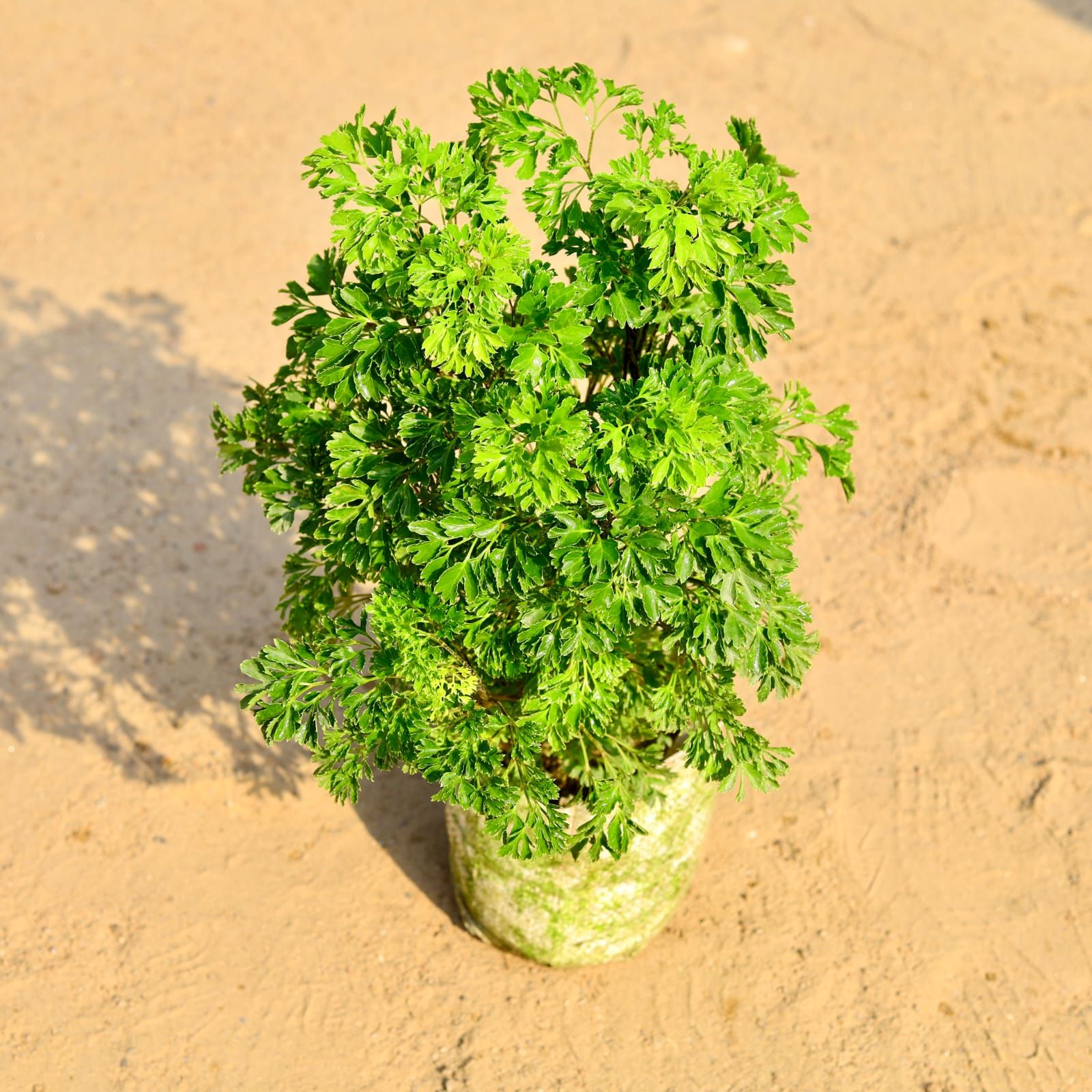 Aralia Japanese bushy in 4 Inch Nursery Bag