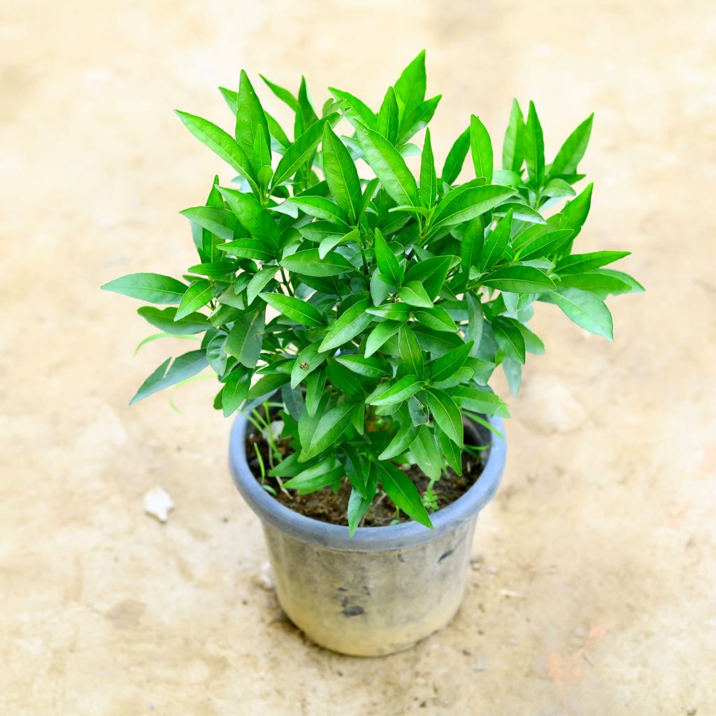 Buy Sukh Shanti Bushy in 8 Inch Nursery Pot Online | Urvann.com Sukh Shanti Bushy in 8 Inch Nursery Pot