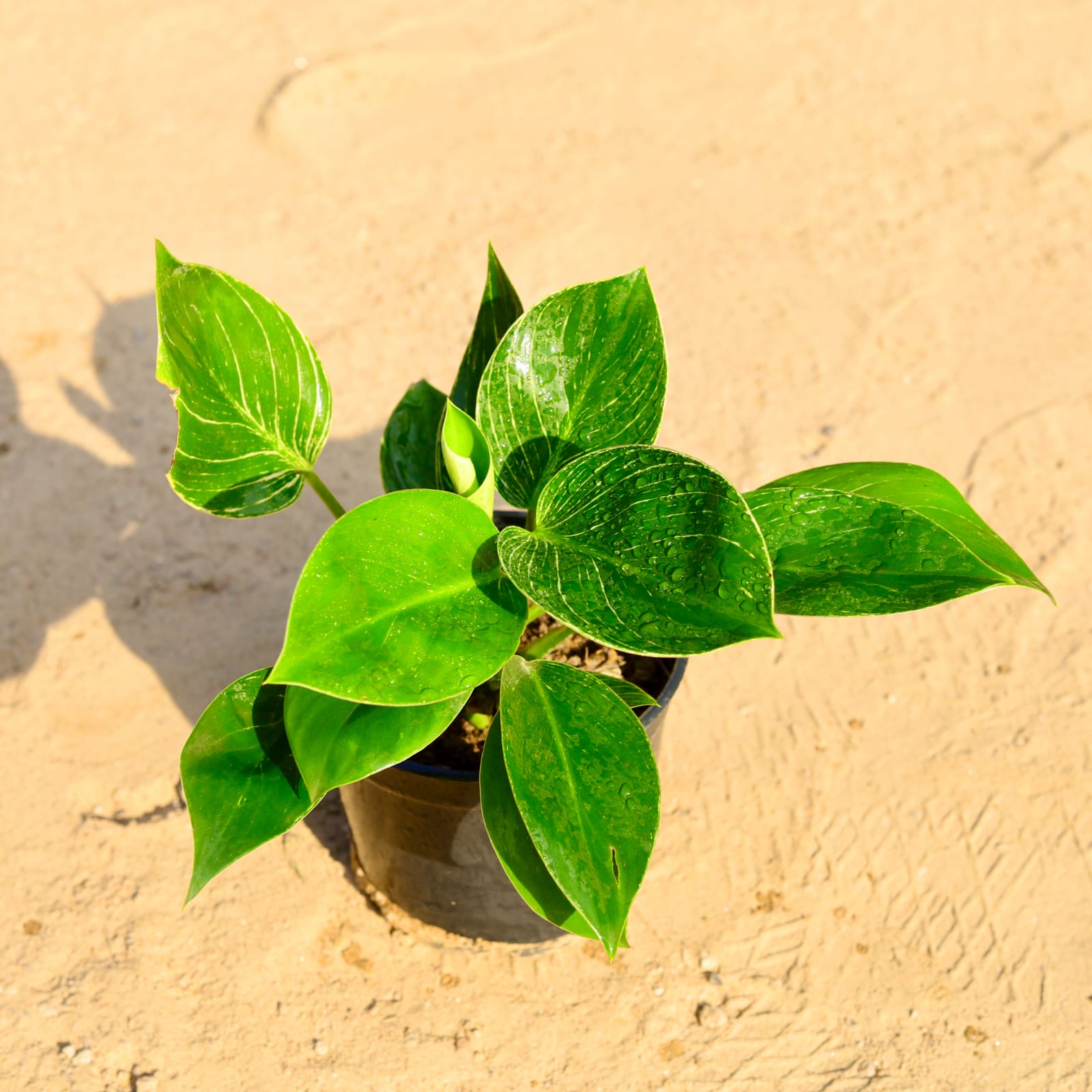 Philodendron Birkin in 6 Inch Nursery Pot