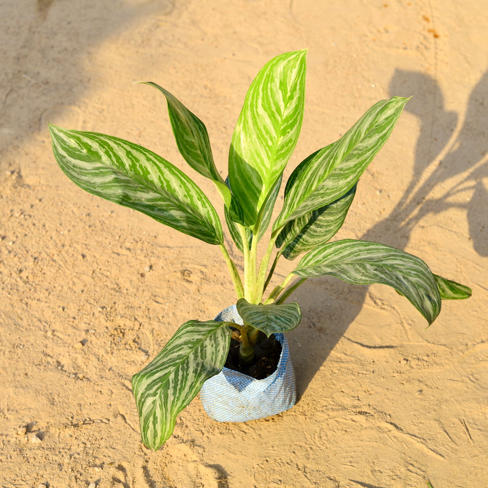 Aglaonema Jharna in 8 Inch Nursery Bag