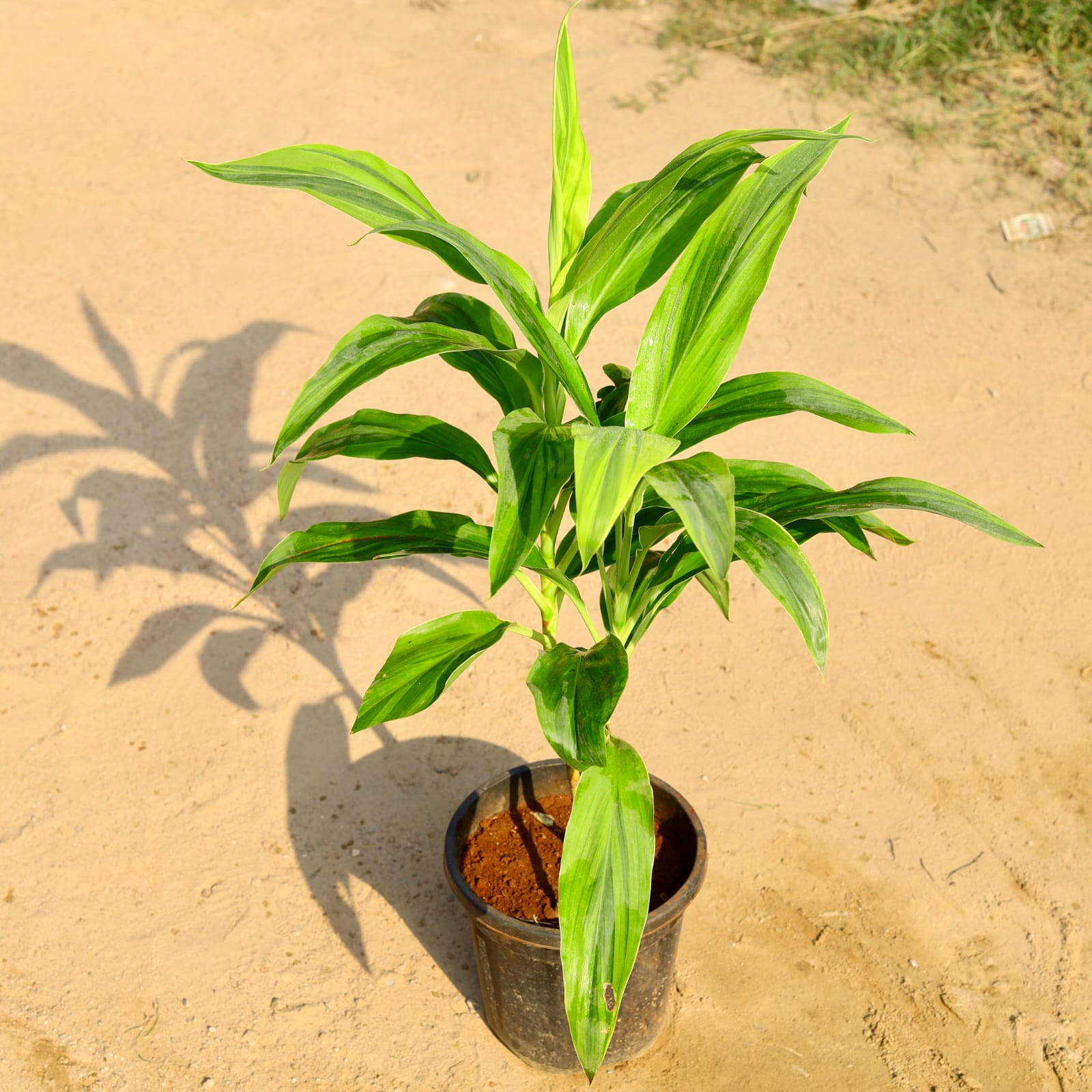 Dracaena Lime Light (2 - 3 Ft) in 8 Inch Nursery Pot