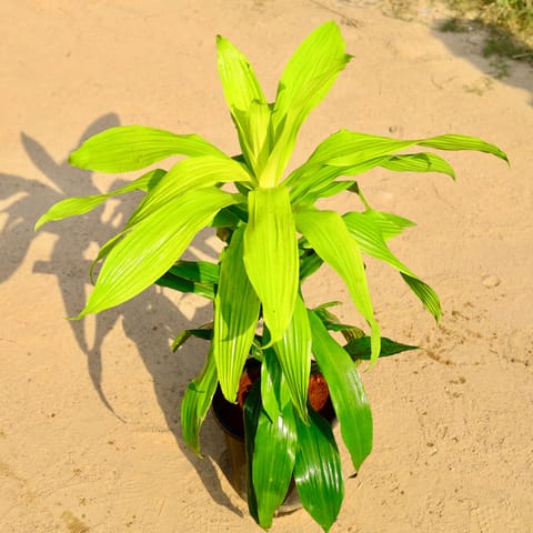 Dracaena Golden in 8 Inch Nursery Pot