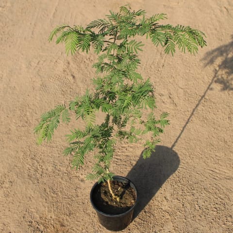 Holy Shami (~ 2 Ft) in 5 Inch Nursery Pot