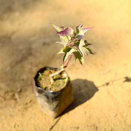 Buy Ipomea / Sweet Potato Vine Red in 3 Inch Nursery Bag Online | Urvann.com