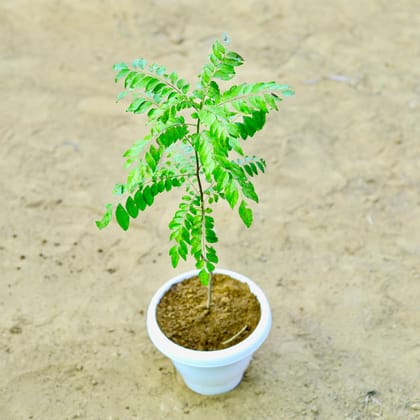 Buy Curry Patta~ 2 ft in 8 Inch White Classy Plastic Pot Online | Urvann.com