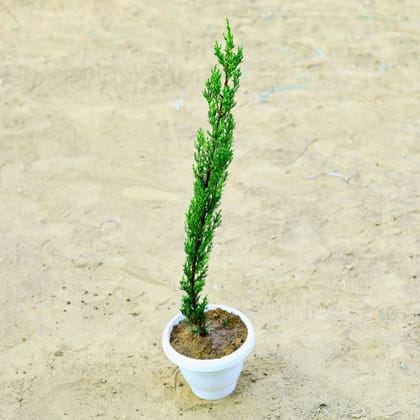 Buy Pencil Pine in 8 Inch White Classy Plastic Pot Online | Urvann.com