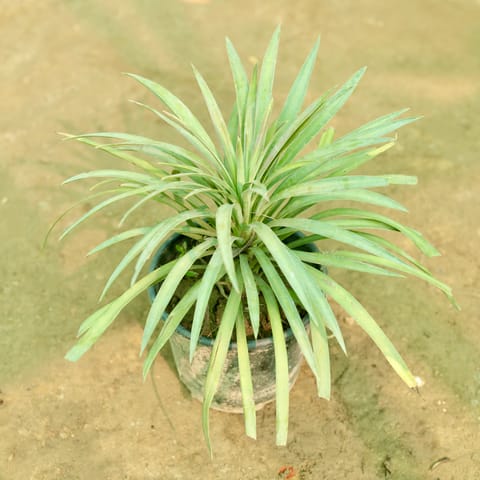 Yucca Aloifolia in 6 Inch Nursery Pot