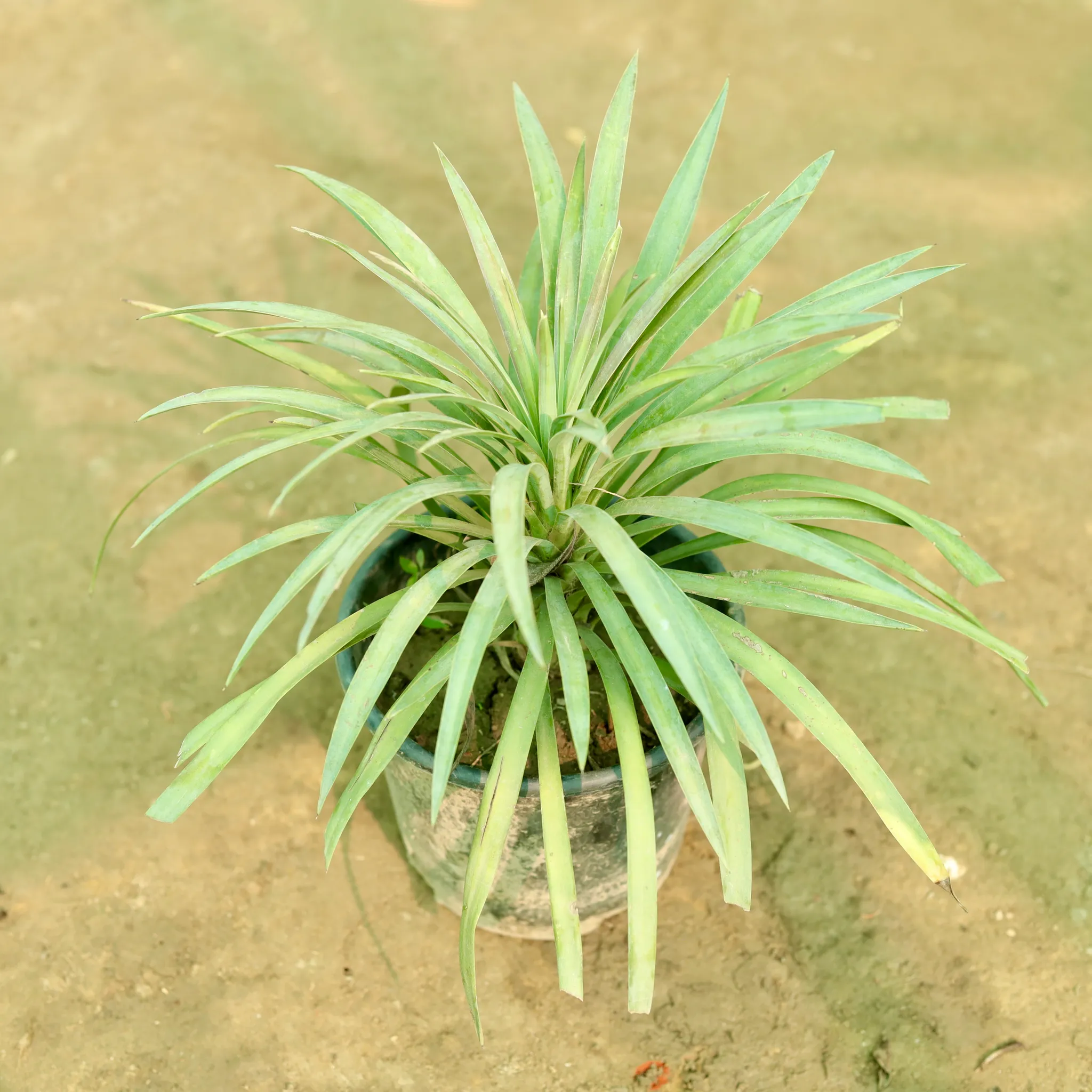 Yucca Aloifolia in 6 Inch Nursery Pot