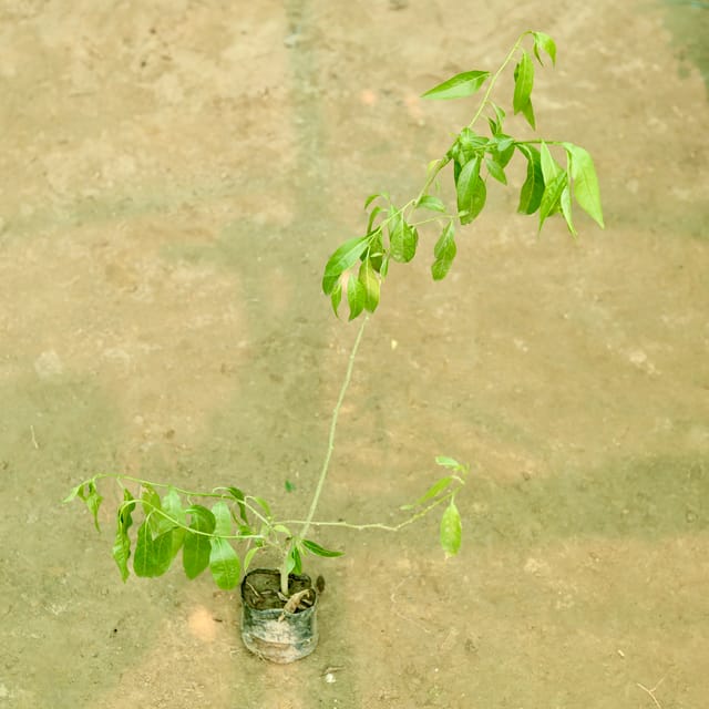 Raat Ki Rani / Night Blooming Jasmine in 5 Inch Nursery Bag