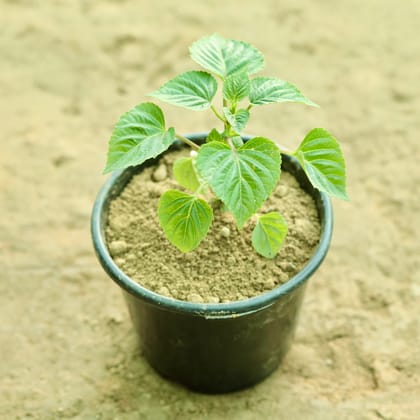Buy Salvia (Any Colour) in 6 Inch Nursery Pot Online | Urvann.com