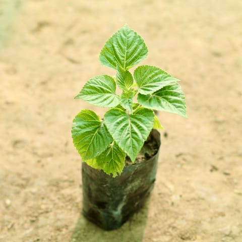 Salvia (Any Colour) in 5 Inch Nursery Bag