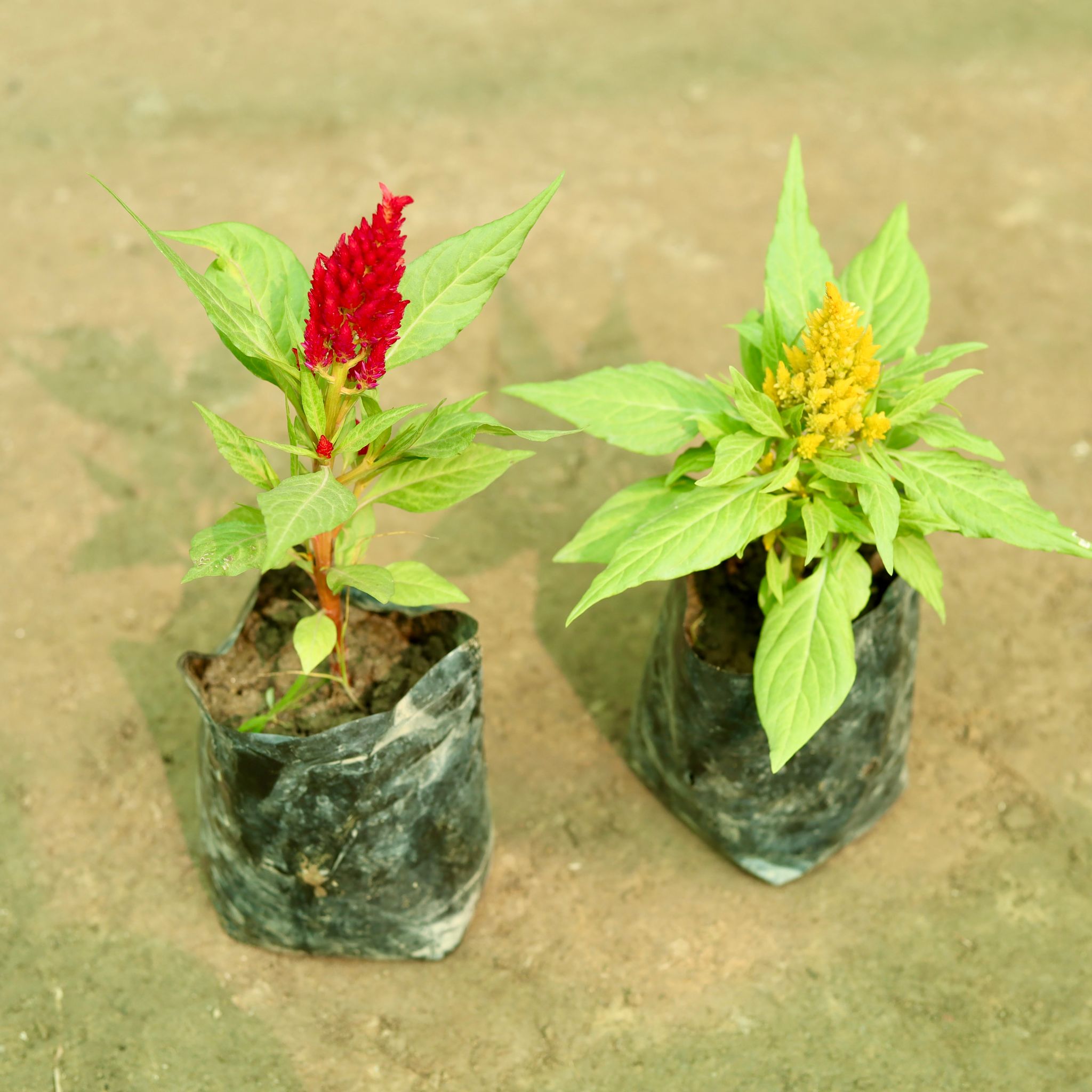 Set of 2 - Celosia (Any Colour) in 5 Inch Nursery Bag