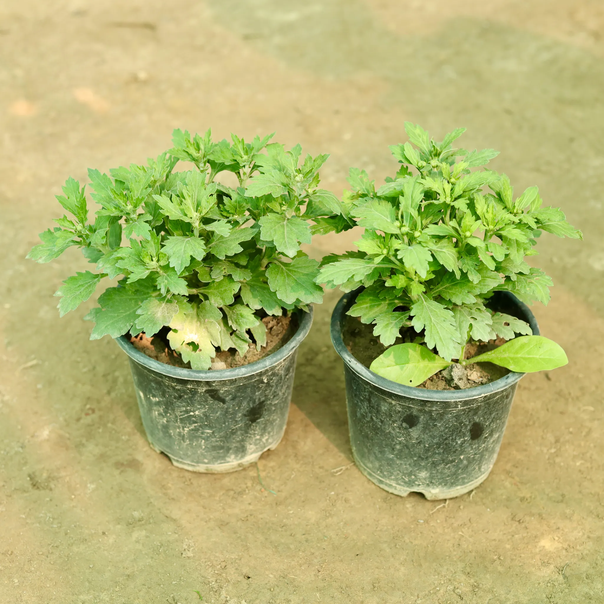 Set of 2 - Chrysanthemum / Guldaudi / Guldawari (any colour) in 6 Inch Nursery Pot