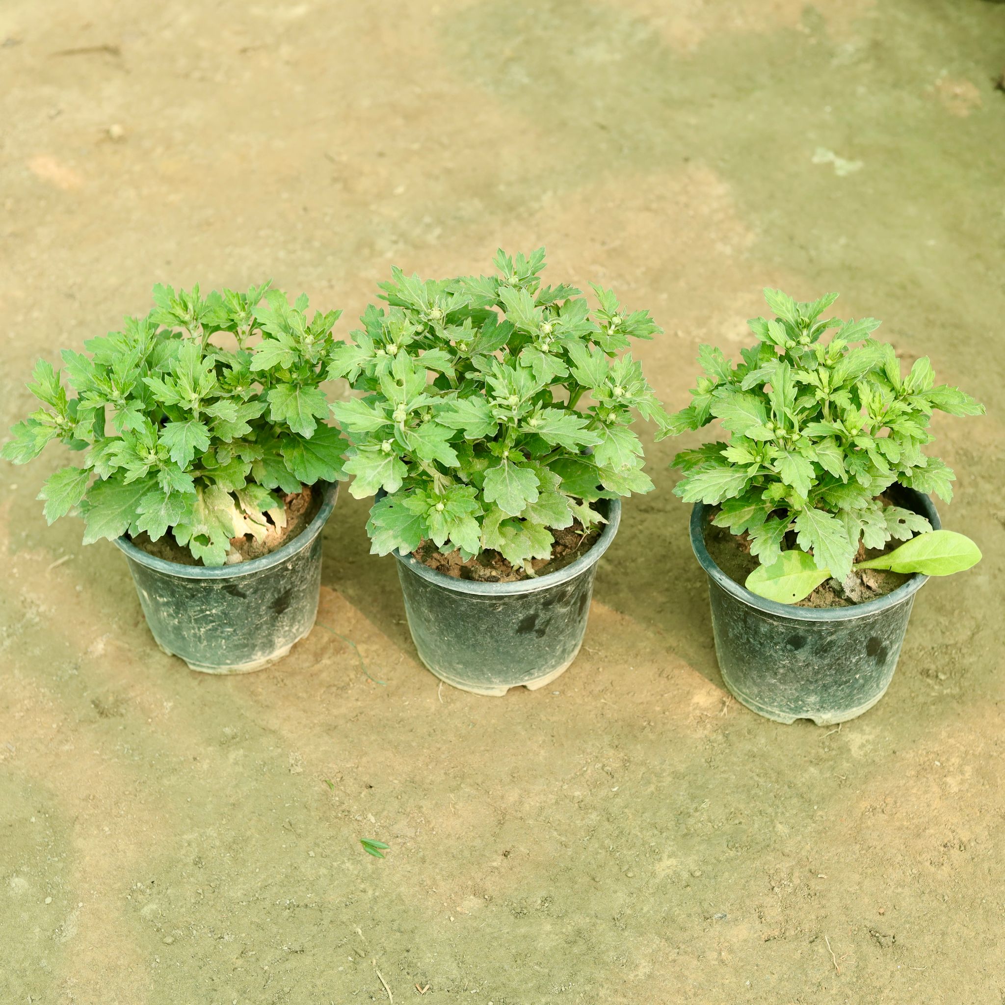 Set of 3 - Chrysanthemum / Guldaudi / Guldawari (any colour) in 6 Inch Nursery Pot