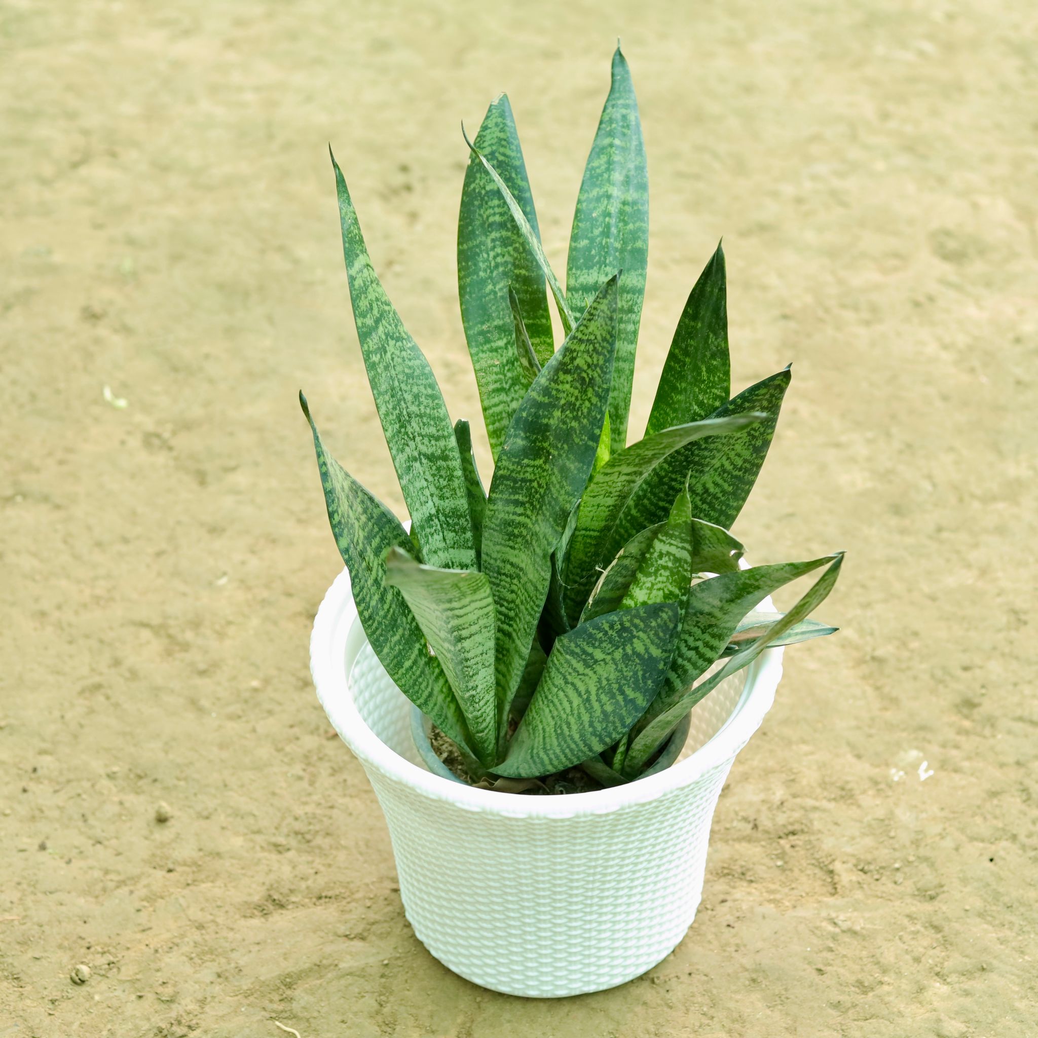 Snake Green in 10 Inch Classy White Check Textured Plastic Pot
