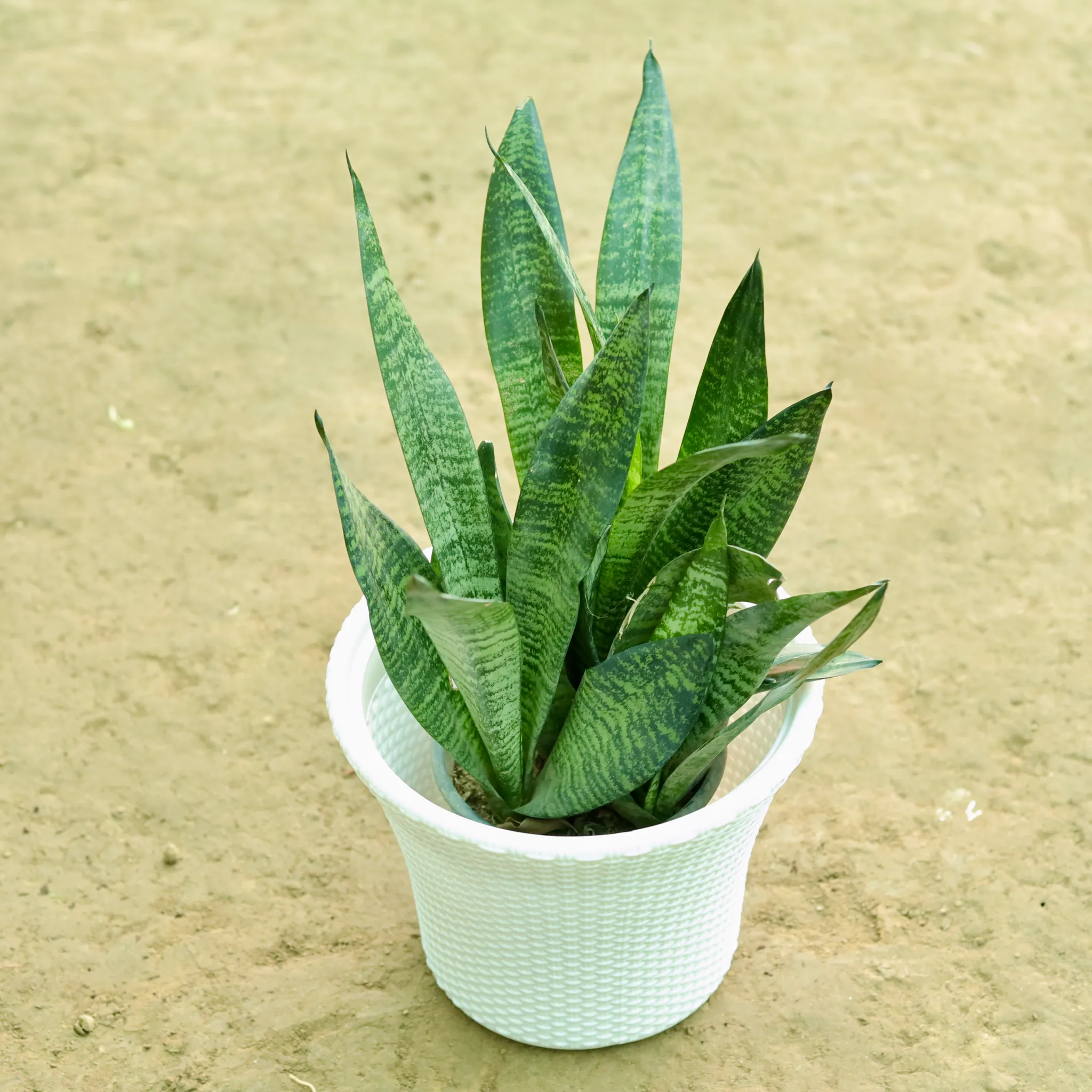 Snake Green in 10 Inch Classy White Check Textured Plastic Pot