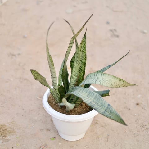Snake Green (~ 1 Ft) in 10 Inch Classy White Classy Plastic Pot
