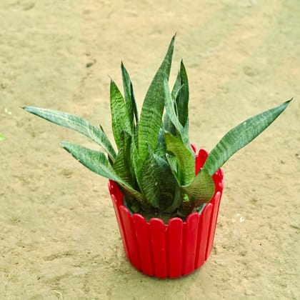 Buy Snake Green in 10 Inch Red Premium Tippy Plastic Pot Online | Urvann.com