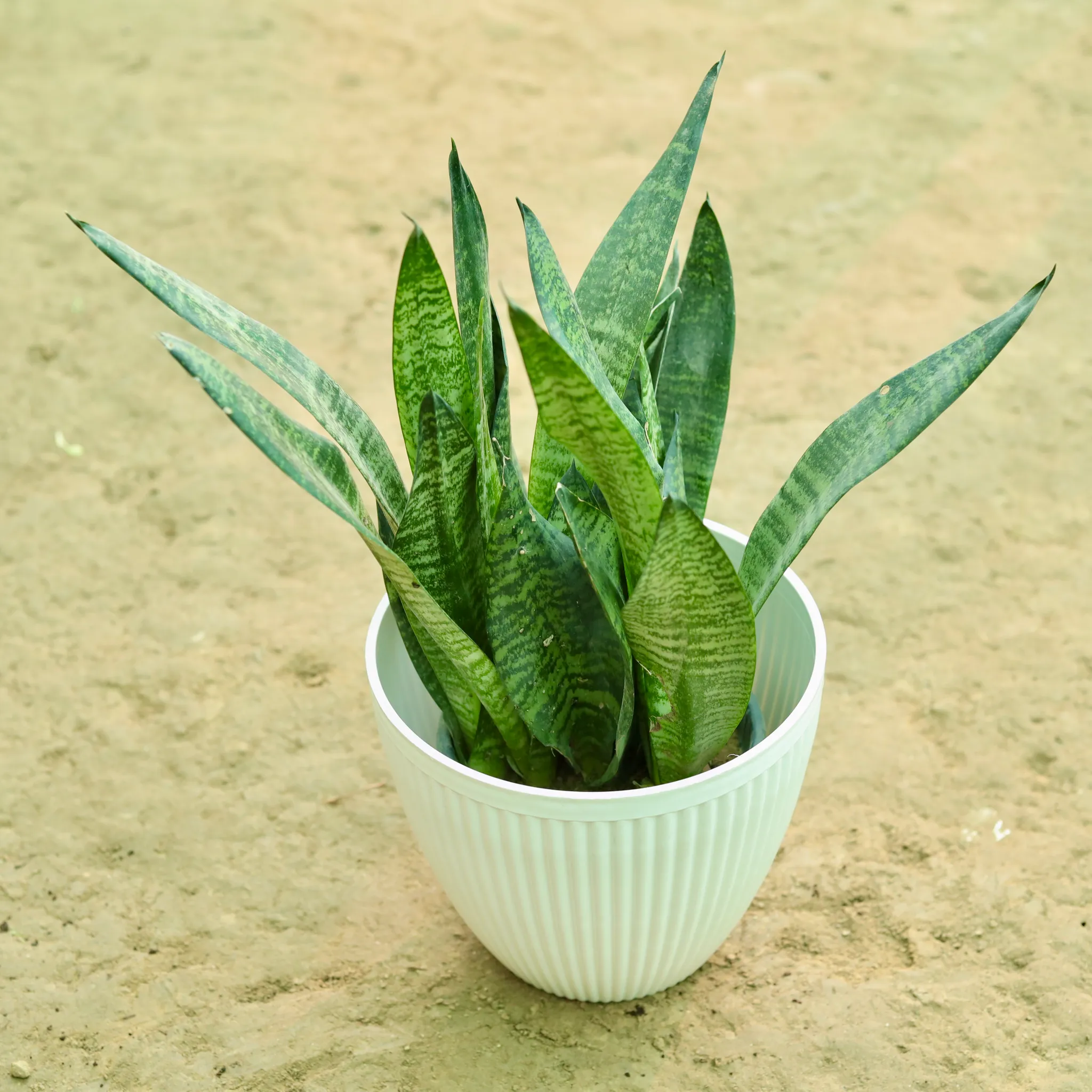 Snake Green in 9 Inch White Textured Orchid Round Premium Plastic Pot