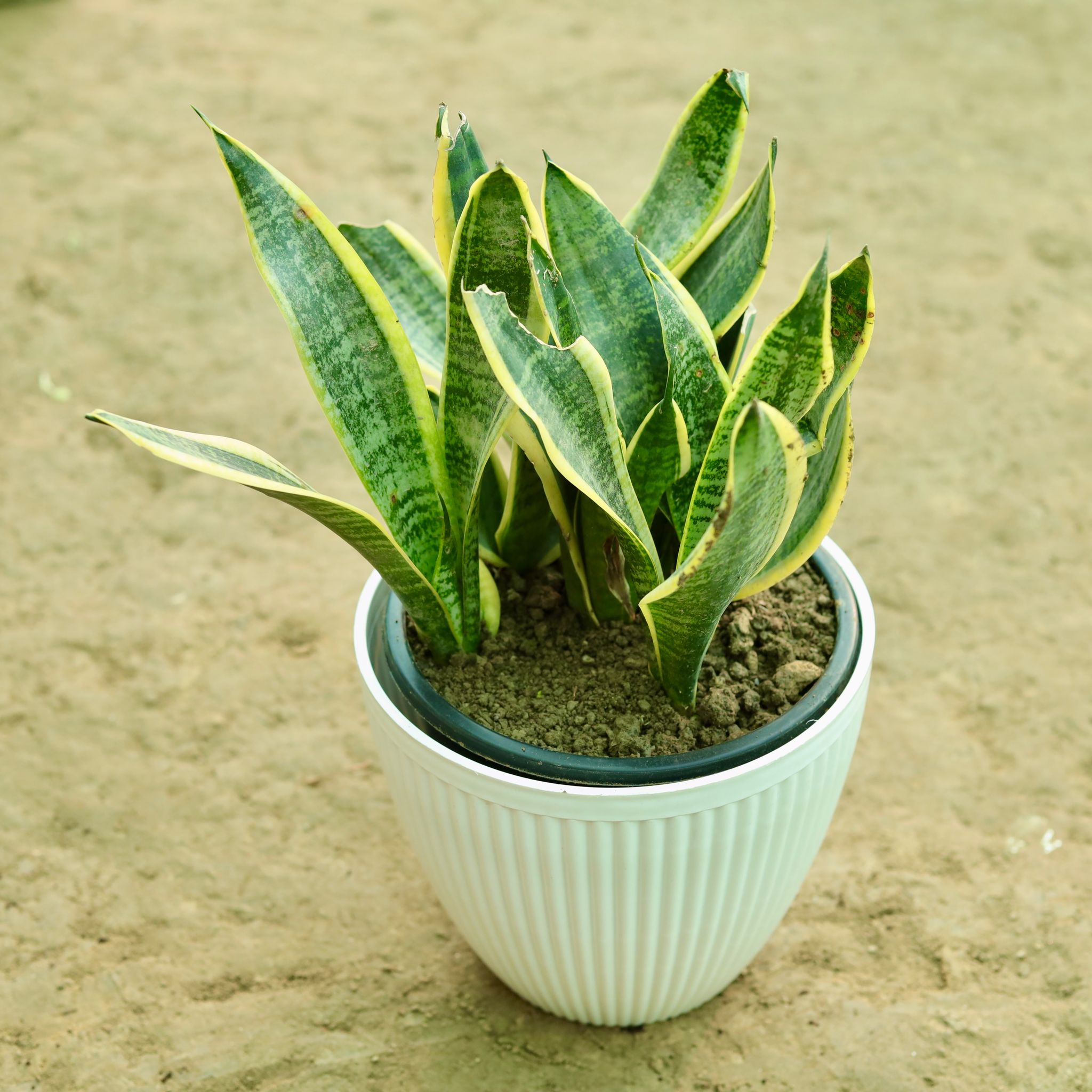 Snake Green in 9 Inch White Textured Orchid Round Premium Plastic Pot